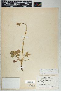 Delphinium parishii image