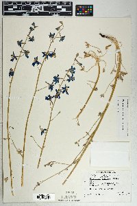 Delphinium parishii image