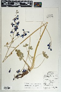 Delphinium parishii image