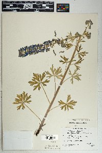 Delphinium geraniifolium image