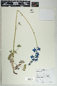 Delphinium andersonii image