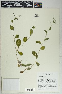 Samolus parviflorus image