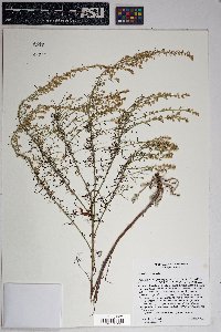 Artemisia campestris image