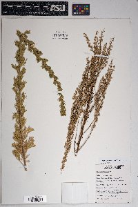 Artemisia campestris image