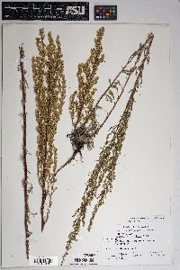 Artemisia campestris image