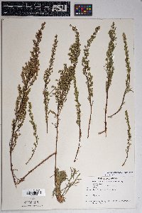 Artemisia campestris image