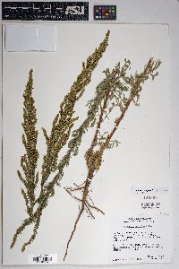 Artemisia campestris image