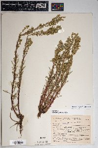 Artemisia campestris image