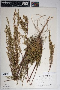 Artemisia campestris image