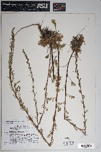 Artemisia campestris image