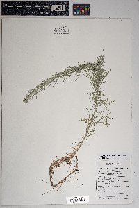 Artemisia campestris image