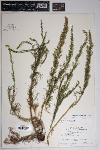 Artemisia campestris image