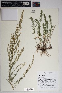 Artemisia campestris image