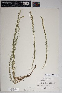 Artemisia campestris image