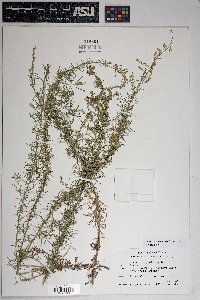 Artemisia campestris image