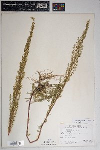 Artemisia campestris image