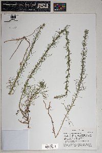 Artemisia carruthii image