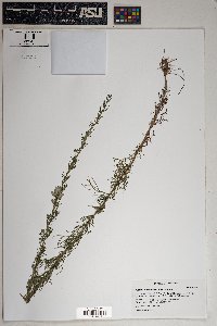 Artemisia carruthii image