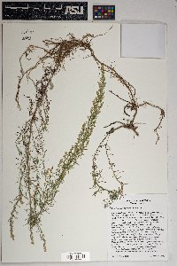 Artemisia carruthii image