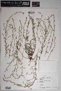 Artemisia carruthii image