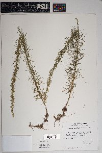 Artemisia carruthii image