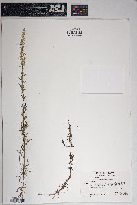 Artemisia carruthii image