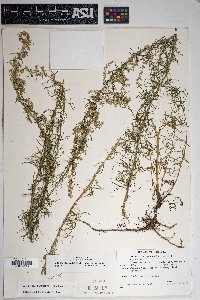 Artemisia carruthii image