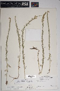 Artemisia carruthii image