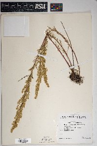 Artemisia carruthii image