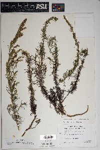 Artemisia carruthii image