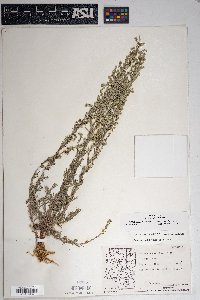 Artemisia carruthii image