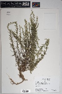 Artemisia carruthii image