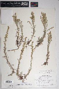 Artemisia carruthii image