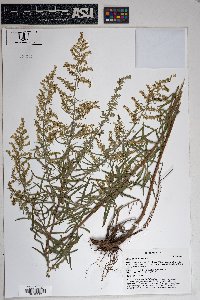 Artemisia dracunculus image