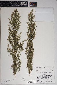 Artemisia dracunculus image