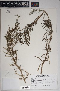 Artemisia dracunculus image