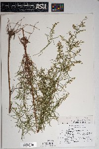 Artemisia dracunculus image