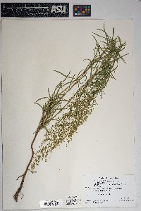 Artemisia dracunculus image