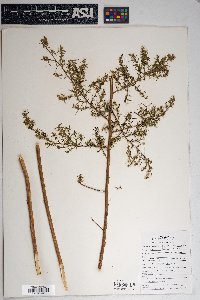 Artemisia dracunculus image