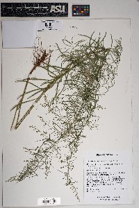 Artemisia dracunculus image