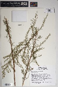 Artemisia dracunculus image