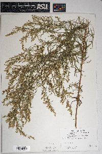 Artemisia dracunculus image