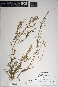 Artemisia dracunculus image