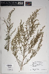 Artemisia dracunculus image