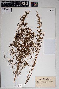 Artemisia dracunculus image