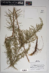 Artemisia dracunculus image