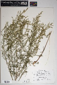 Artemisia dracunculus image