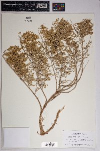 Artemisia filifolia image