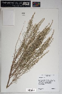 Artemisia filifolia image