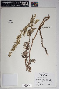 Artemisia franserioides image